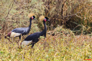 Black crowned crane 8818